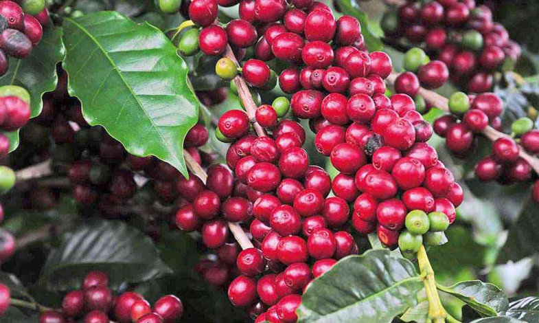Preços do café devem subir ainda mais até o final de 2024, mostra pesquisa